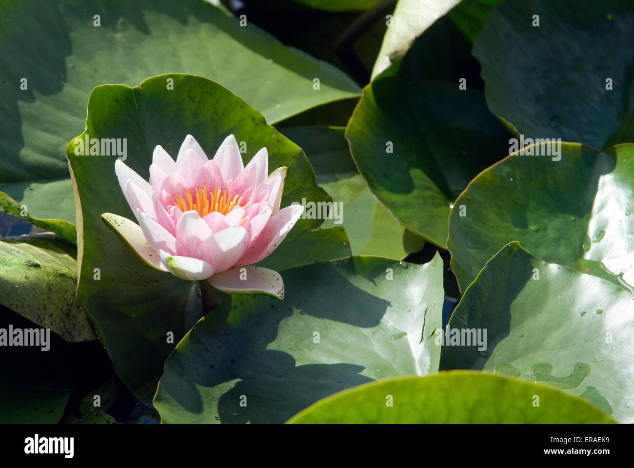Water Lilly in blossom Stock Photo