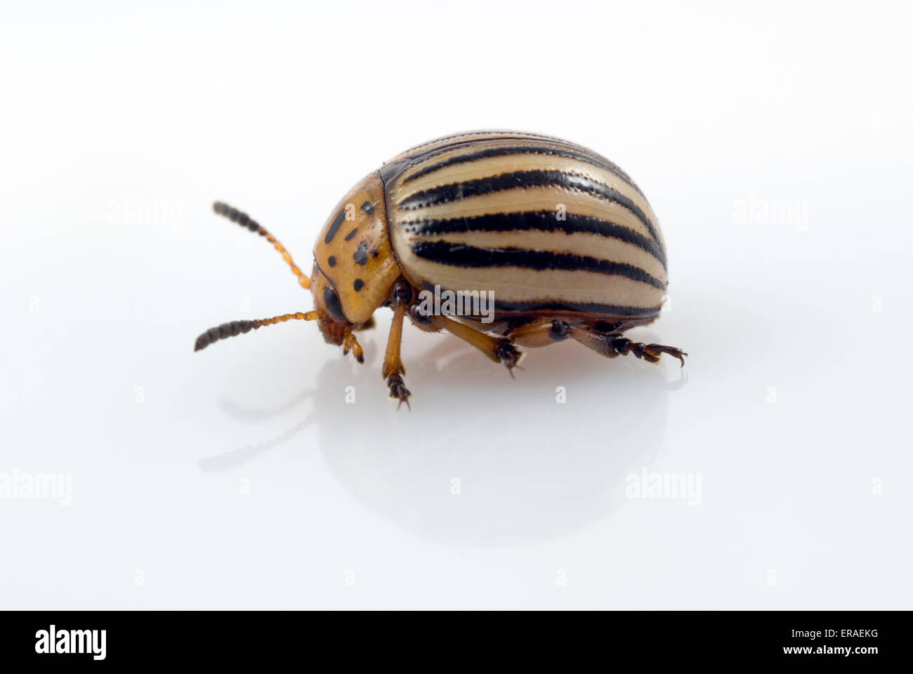 Potato Beetle (Leptinotarsa decemlineata) on Potato Plant Stock Photo