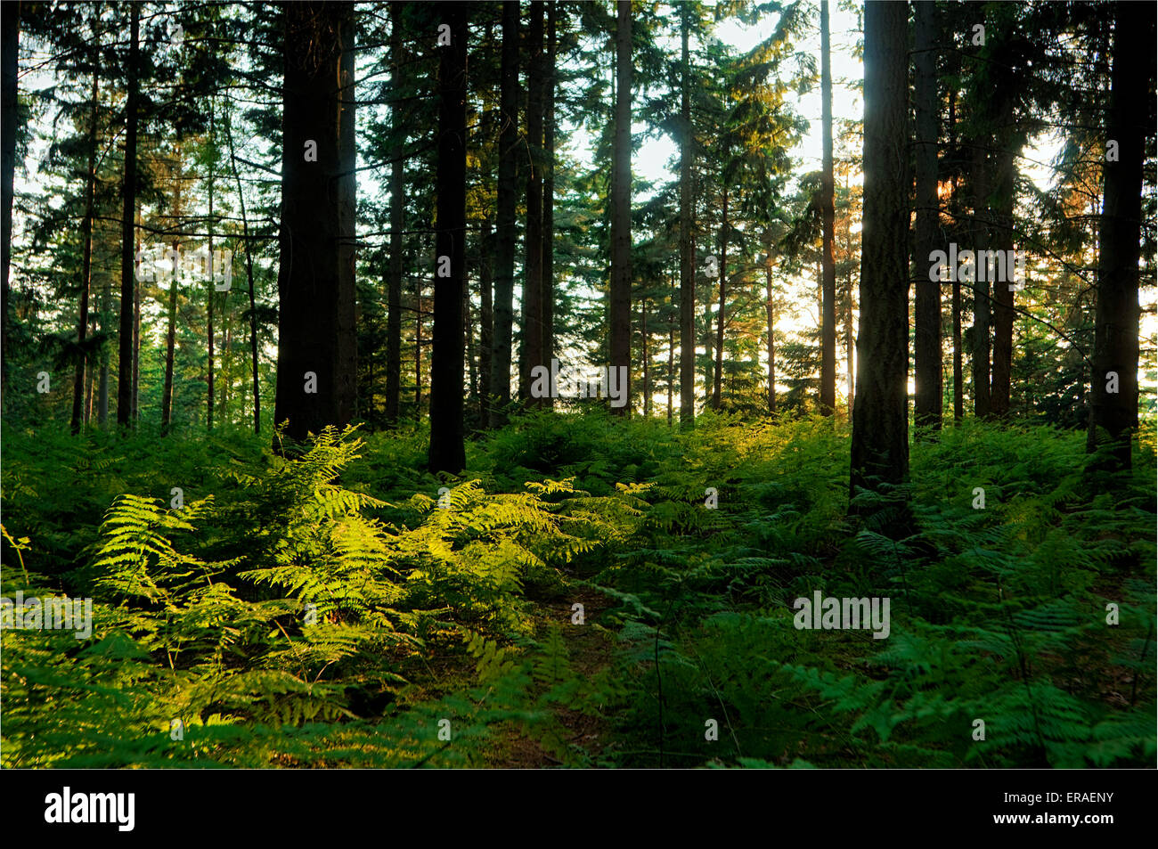 Conifer forest with fern (Osmunda regalis) Stock Photo