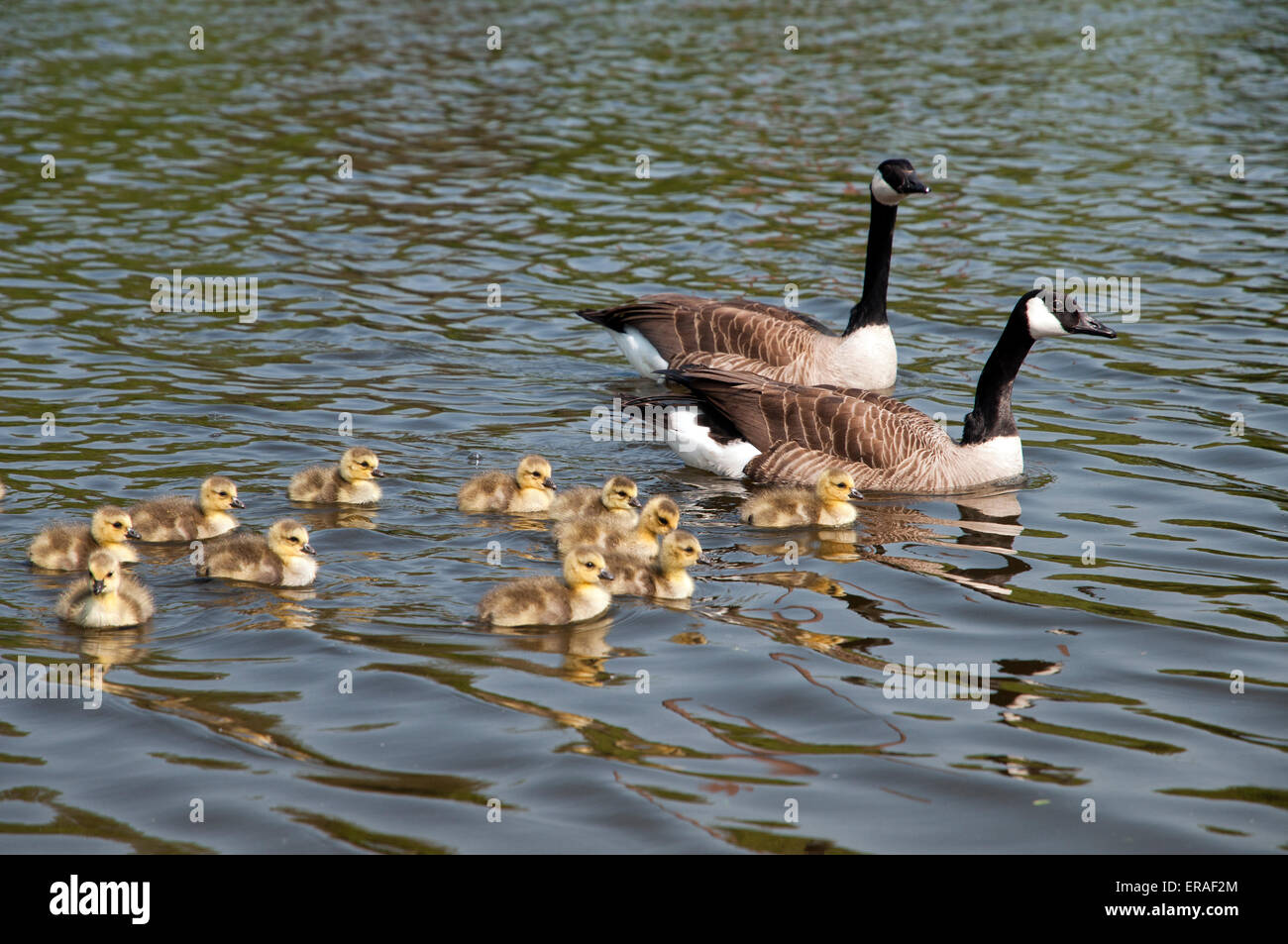 Canadian (Branta canadensis) goose with chickens on a river, germany, europe Stock Photo Alamy