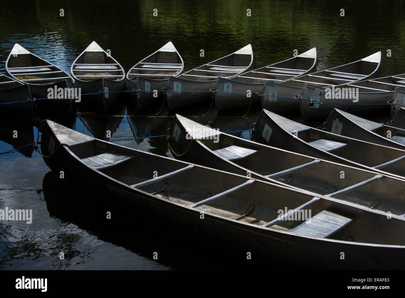 A circle of Grumman aluminium canoes strung together at Symond's Yat on the river Wye in