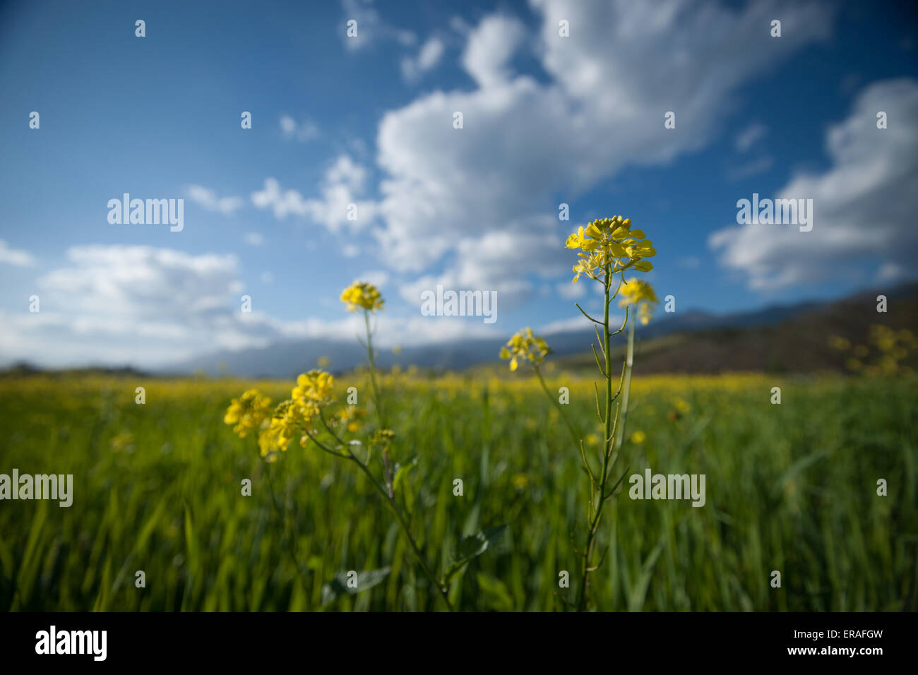 Mustard blossom closeup in a California field outside of Ojai Stock