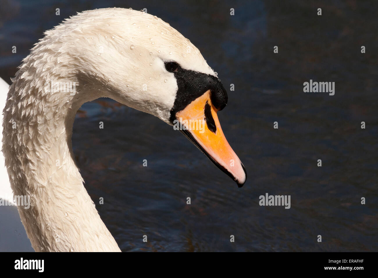 A close-up of the head and neck of a Cob (male) Mute Swan with a deep blue background on the river. Stock Photo