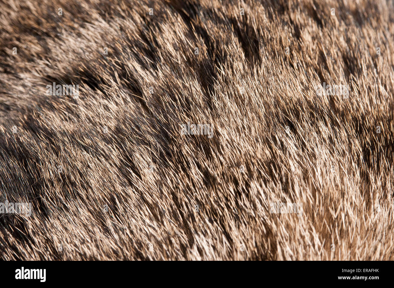 Tabby cats hires stock photography and images Alamy