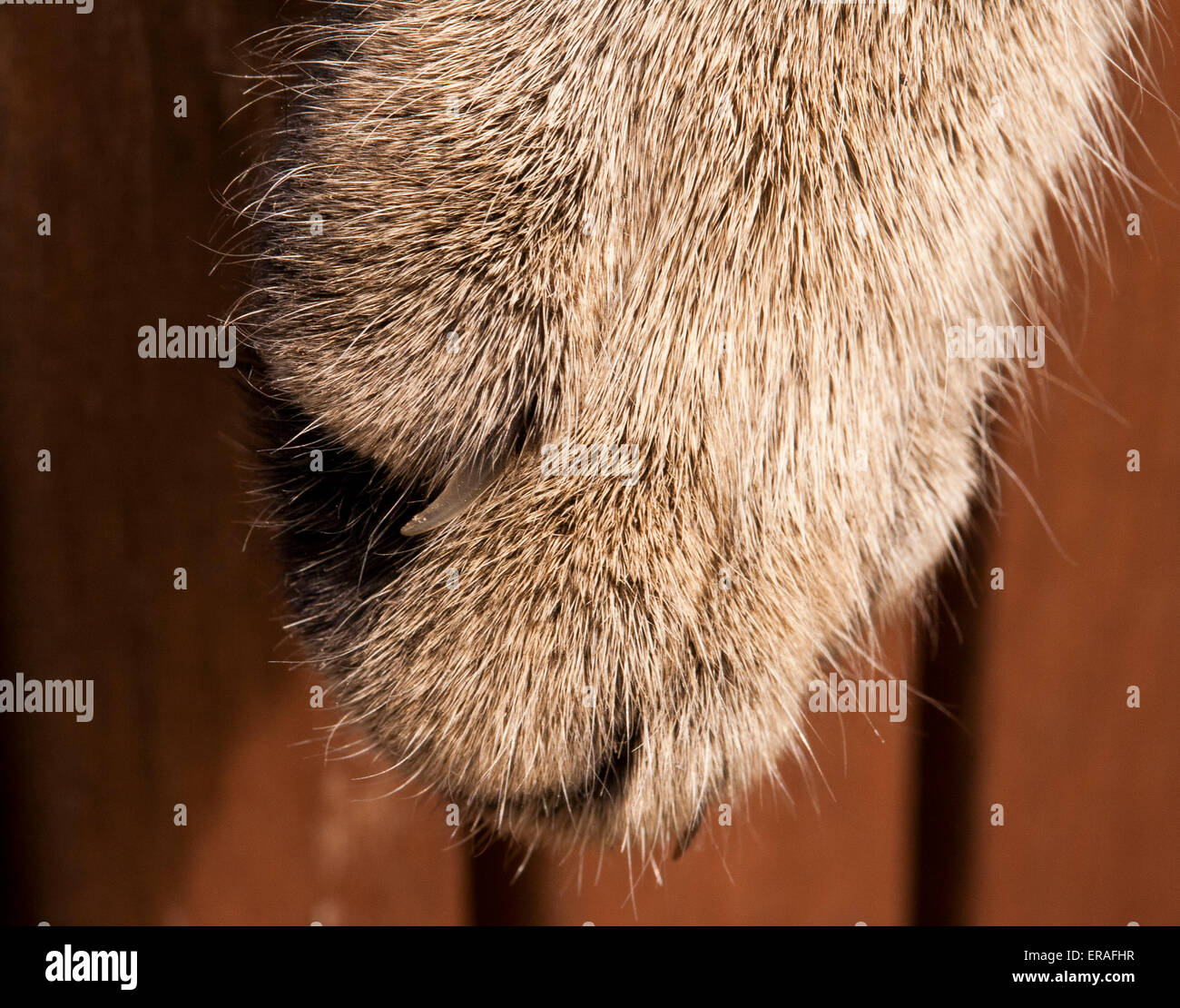 A Close-up of a single Tabby cats paw. Stock Photo