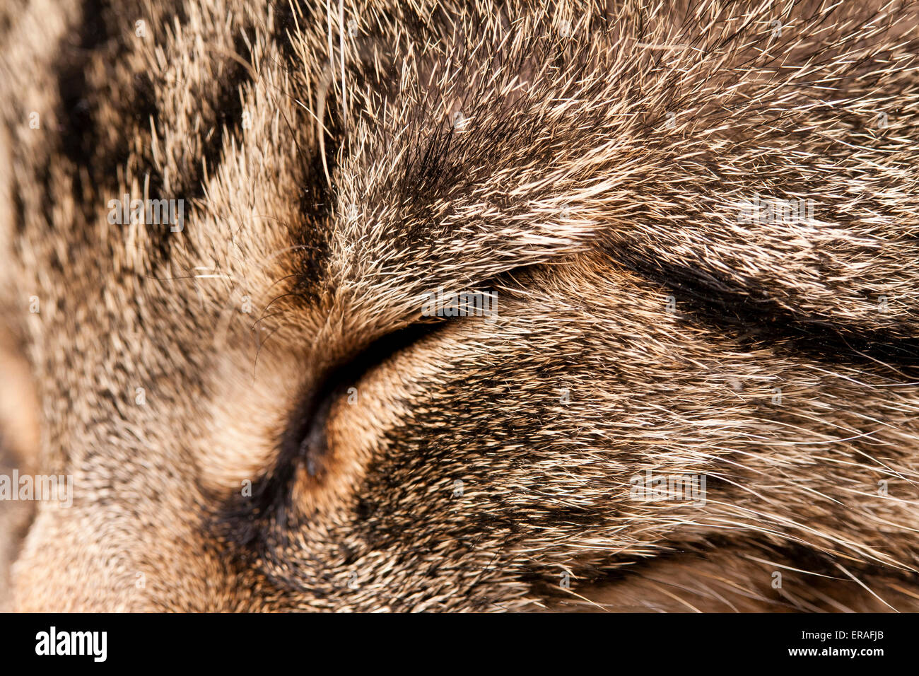 A closeup of a closed tabby cats eye while asleep Stock Photo Alamy