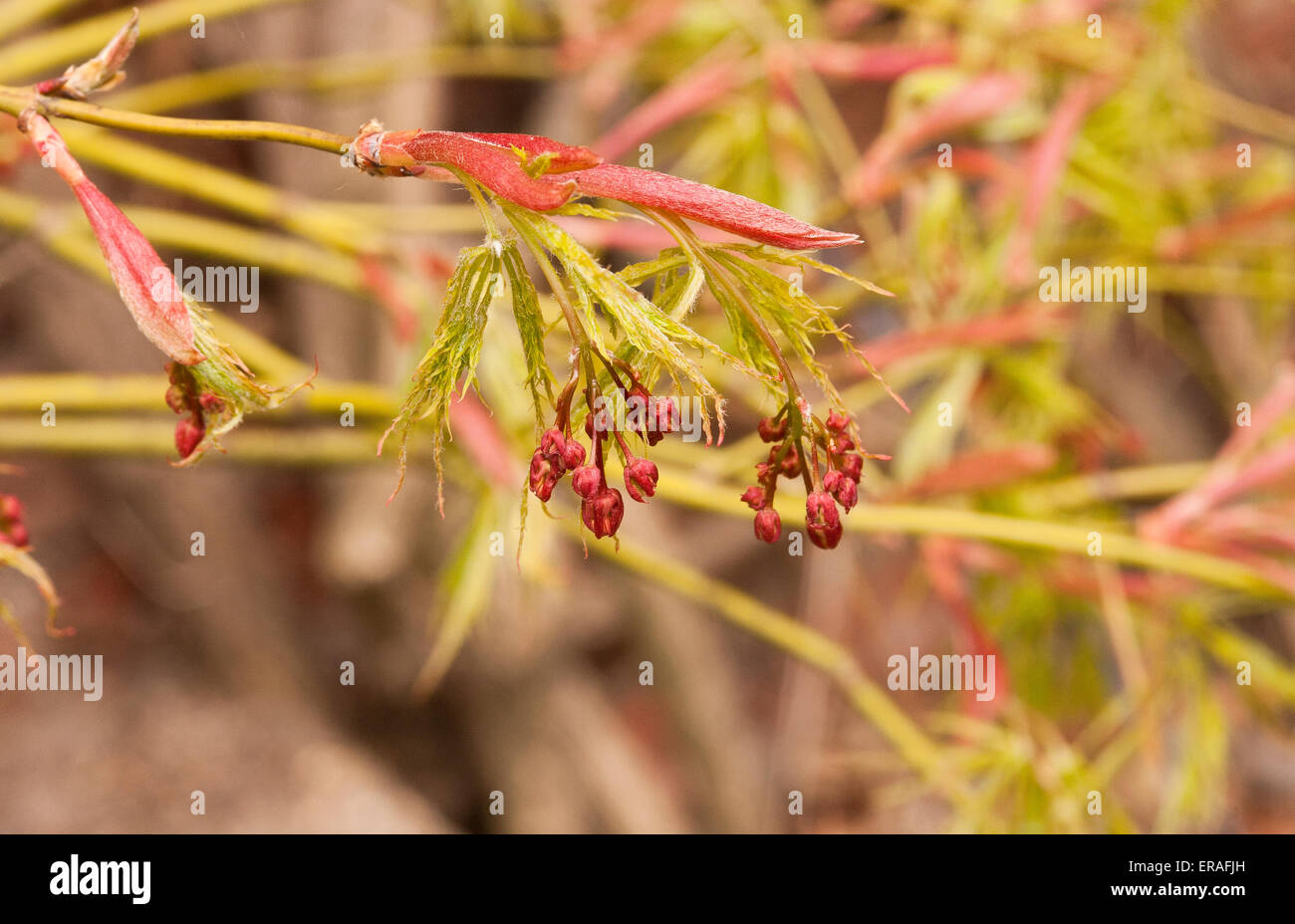 Japanese Acer maple flowers hanging from the end of a branch. Stock Photo