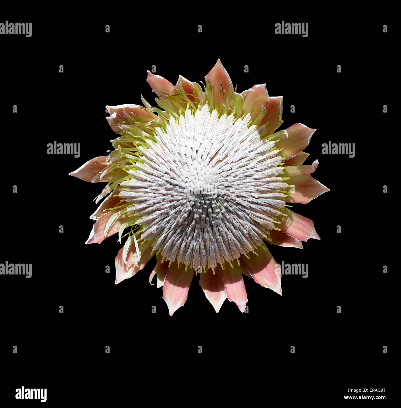 Decorative flower hi-res stock photography and images - Alamy