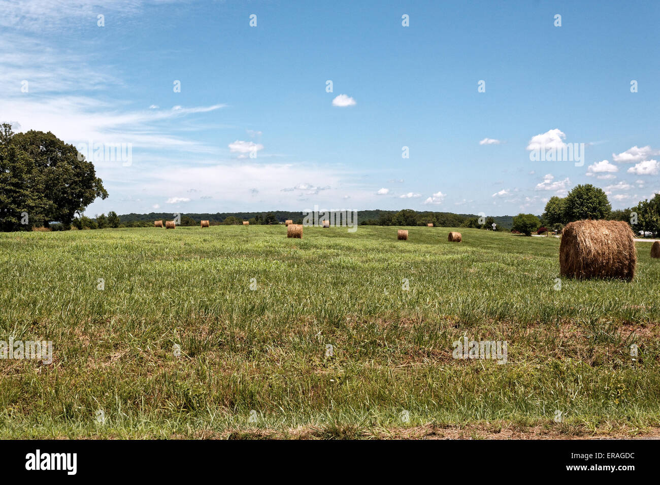 Field of Baled Hay in Rural Arkansas Stock Photo