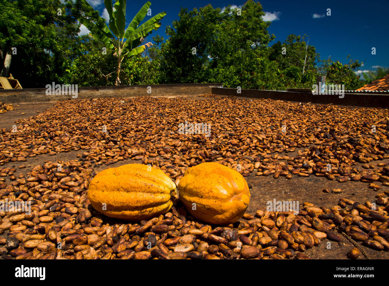 Kakao Bohnen und Früchte Stock Photo