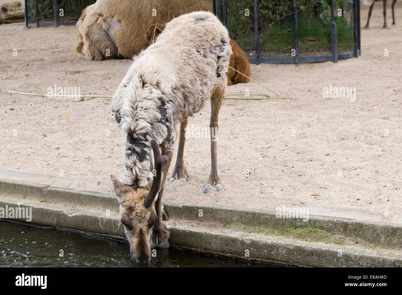 Reindeer with an Antler missing and Malting drinking water in Captivity Stock Photo