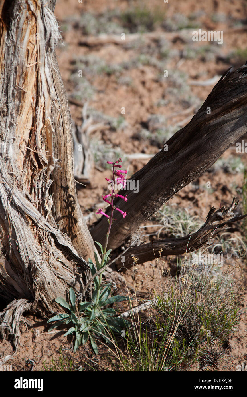 High Desert Wildflower Stock Photo