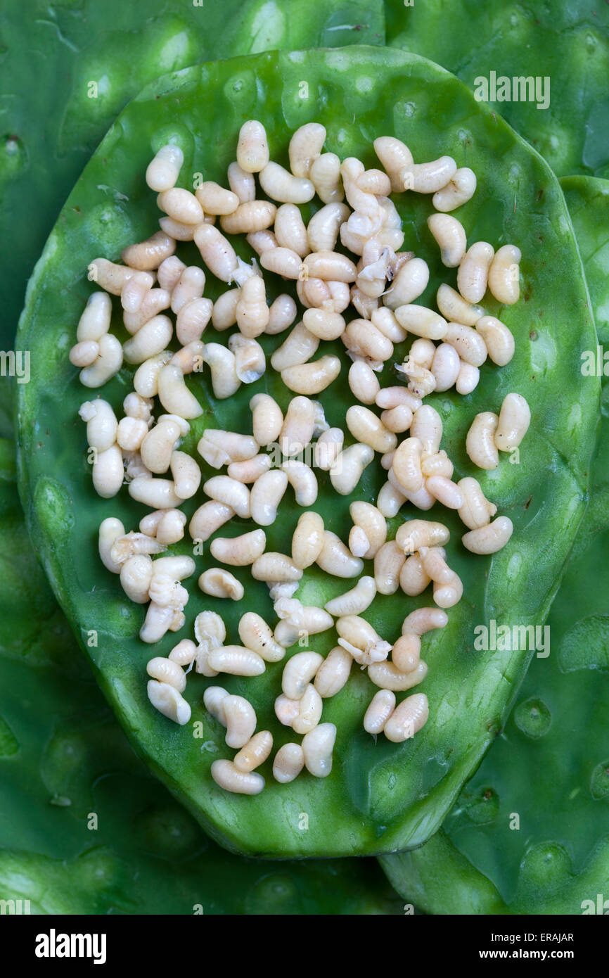 escamoles high resolution stock photography and images alamy