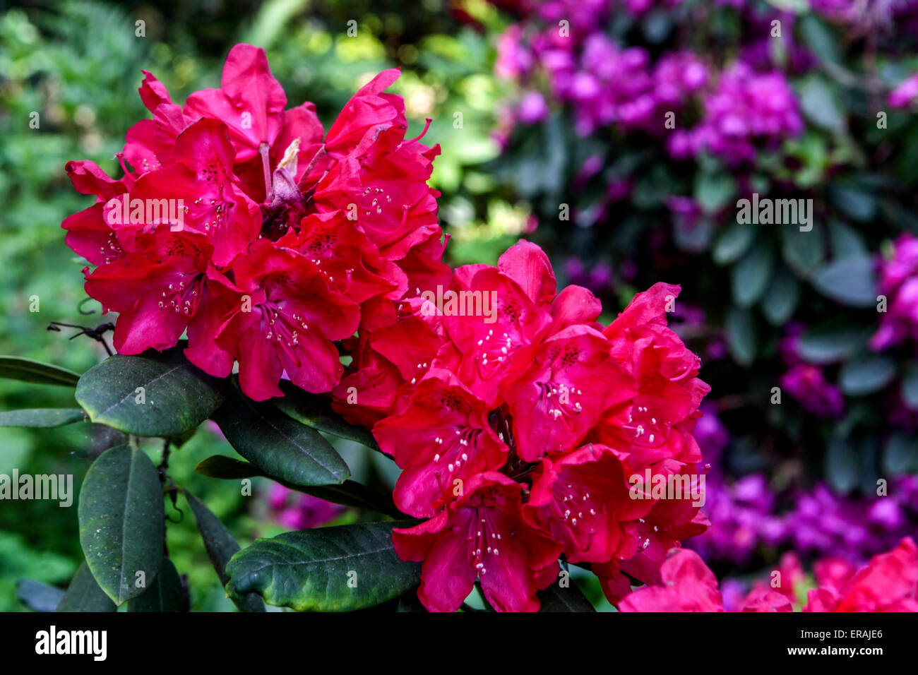 Rhododendron, red bloom Stock Photo