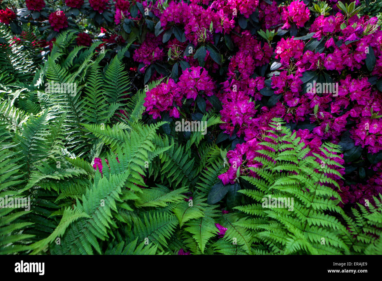 Purple Rhododendron garden, fern border flowering plant Stock Photo