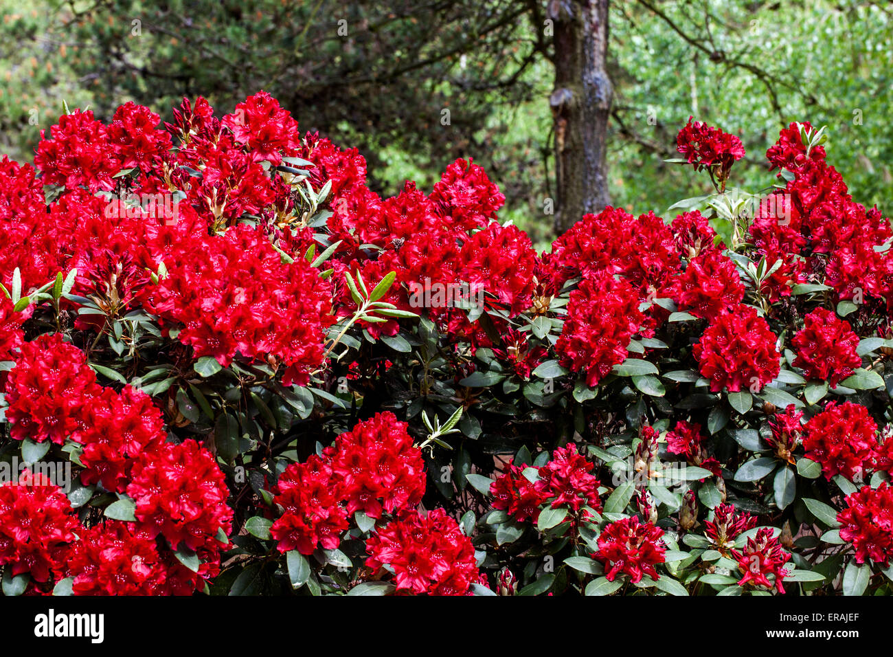 Red Rhododendron Erato in bloom, garden border woodland Stock Photo