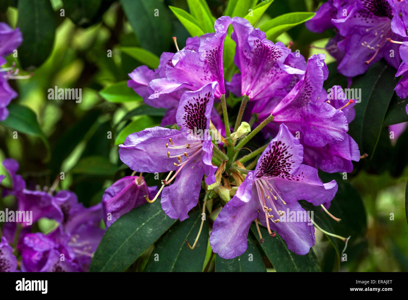 Rhododendron Blutopia in bloom Stock Photo