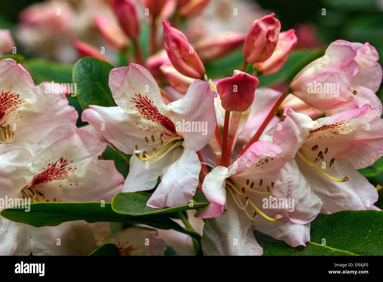 Apricot rhododendron flowers hi-res stock photography and images - Alamy