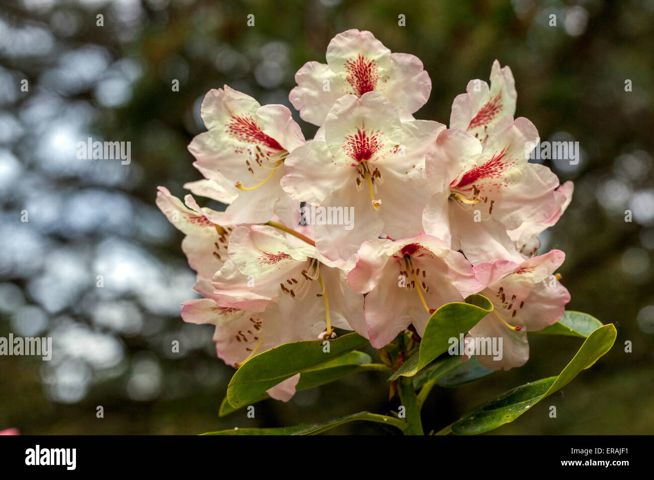 Rhododendron Herzas in bloom, color apricot Stock Photo