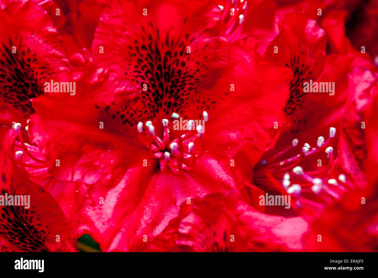 Red Rhododendron Erato in bloom close up flower Stock Photo