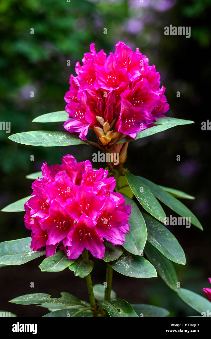 Red Rhododendrons 'Dr. H.C. Dressel Huys' in bloom, purple flowers garden shrubs Stock Photo