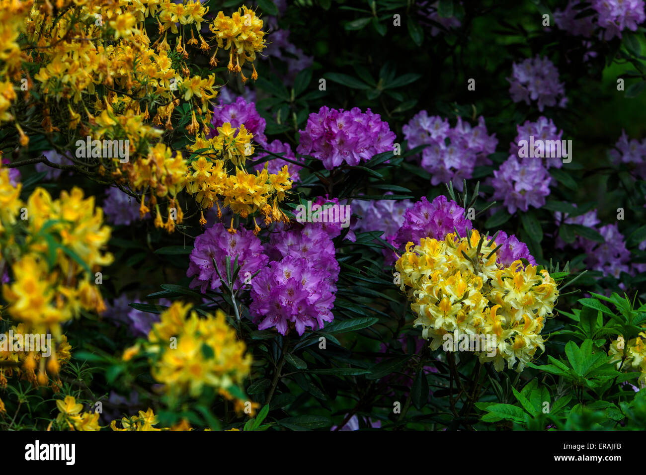 Rhododendron in bloom Stock Photo