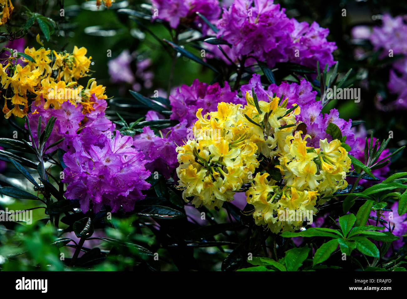 Blue Rhododendrons in bloom,garden flowers Stock Photo