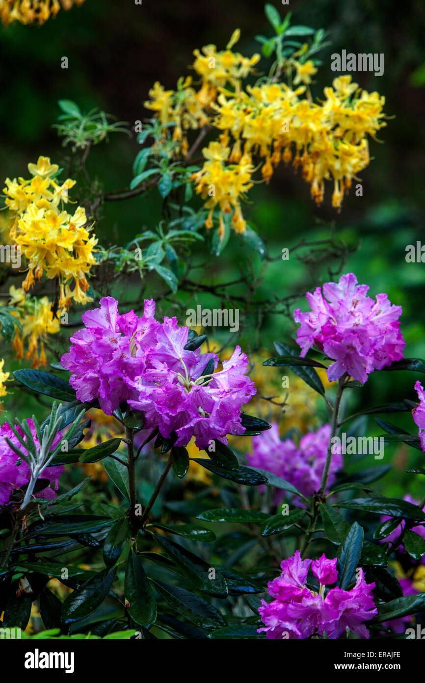 Rhododendron in bloom, garden flowers Stock Photo