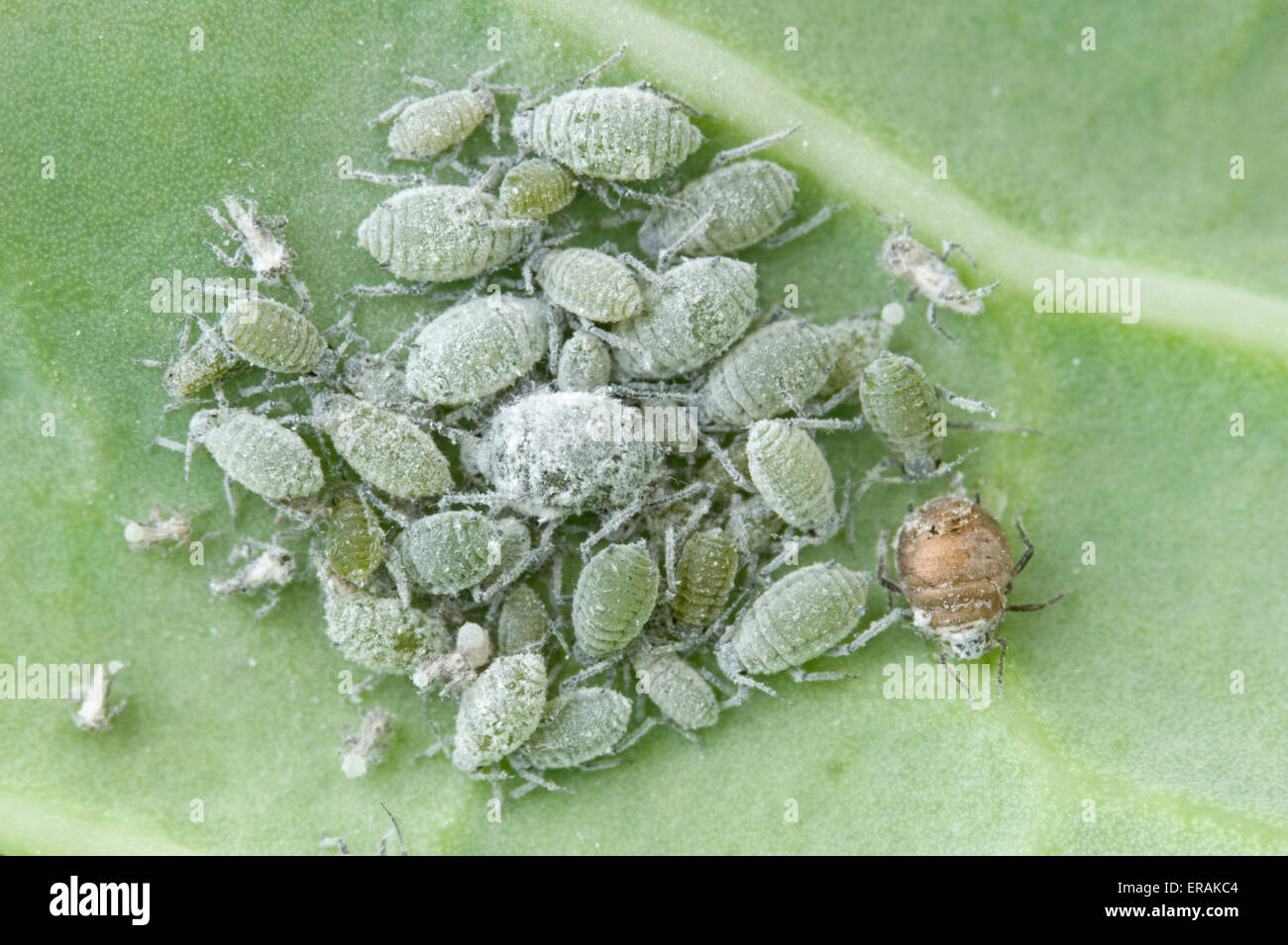 Cabbage aphids and one mummy from the cabbage aphid parasite Stock Photo