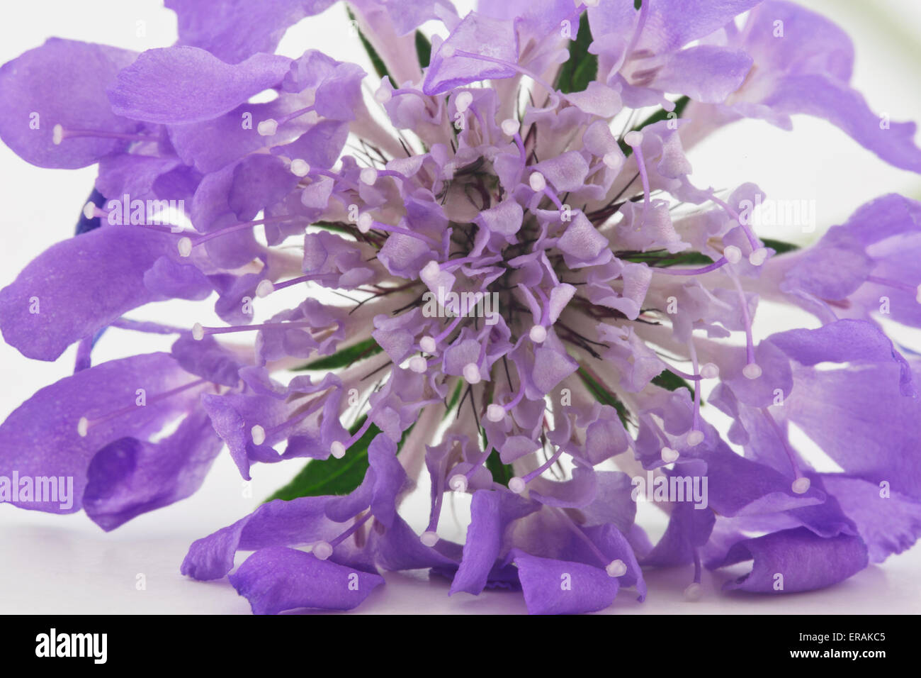 Macro image of purple and lavender hues of scabiosa blossom, a pincushion, perennial flower that attracts butterflies. Stock Photo