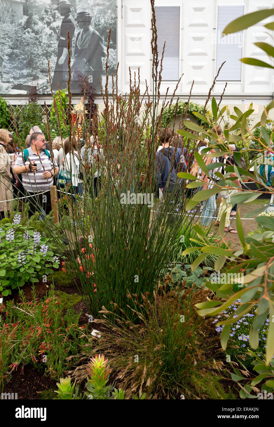 Large Cape Rush - Elegia elephantina display at the Great Pavillon at the RHS Chelsea Flower Show 2015 Stock Photo