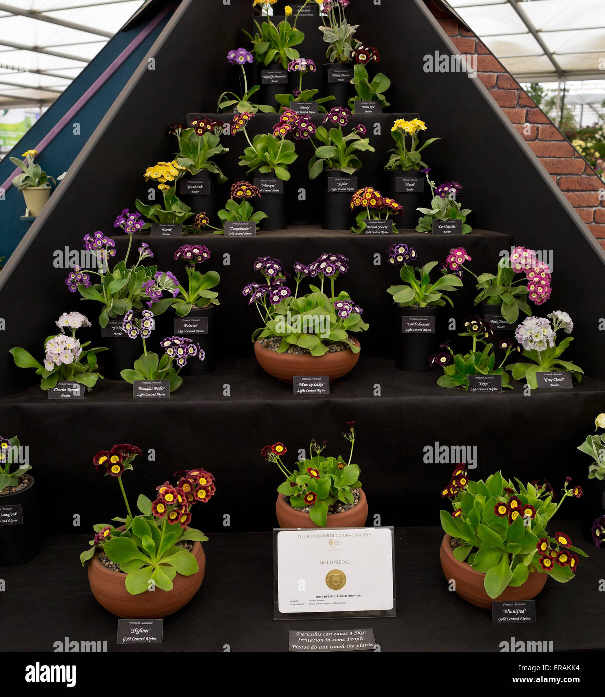 Primula auricula (mountain cowslip, bear's ear)  flower display at the Great Pavillon at the RHS Chelsea Flower Show 2015 - gold Stock Photo