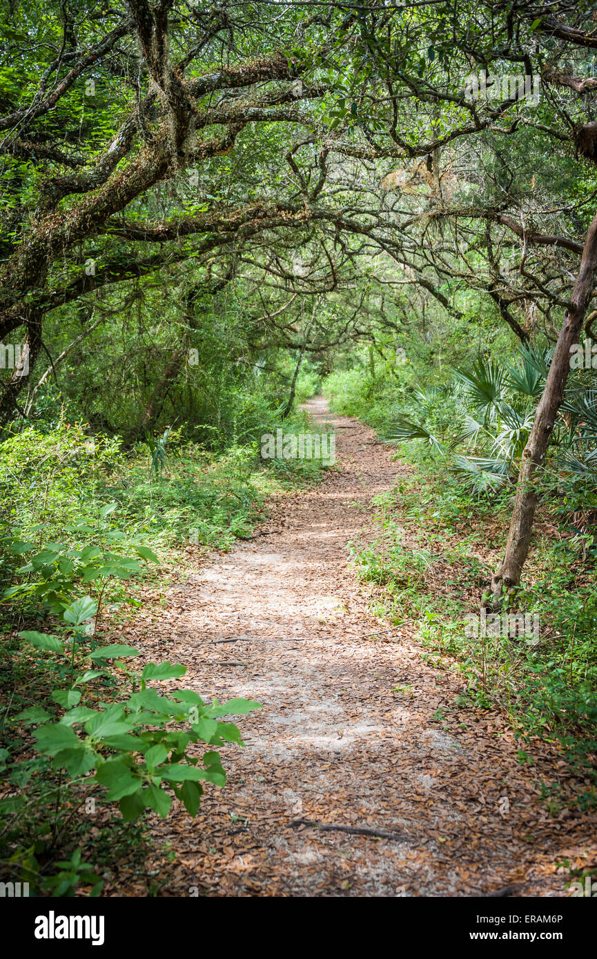 Wooded trail near the historic Coquina Quarry on Anastasia Island in St. Augustine, Florida, USA. Stock Photo