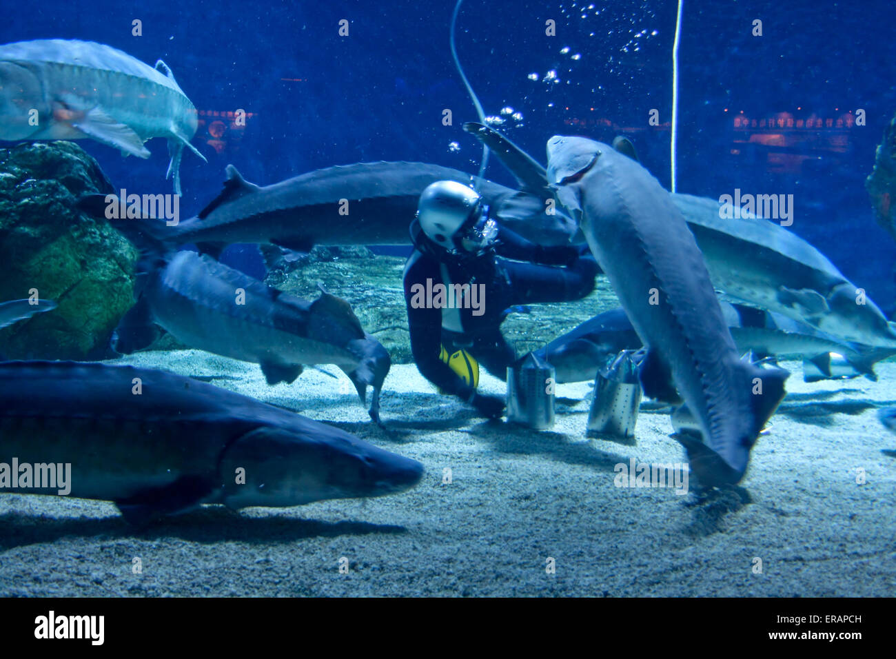 Feeding the giant sturgeon fish diver. Stock Photo