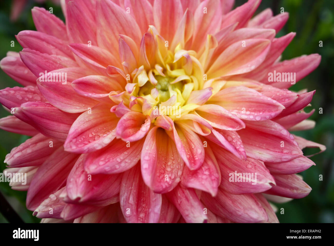Beautiful Autumn Flowers Dahlia Aster Family Stock Photo