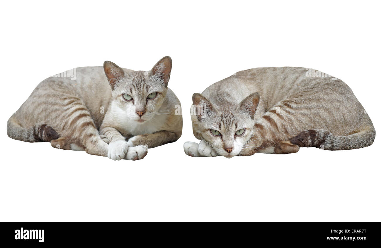 closeup of the pretty cat isolated on white background Stock Photo - Alamy