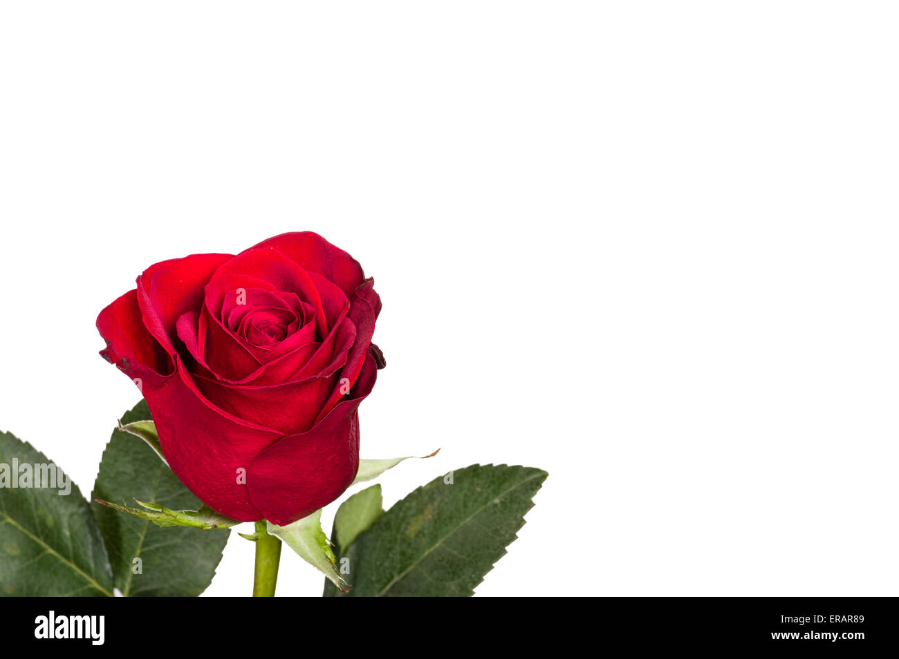 A single bright red rose isolated on white Stock Photo