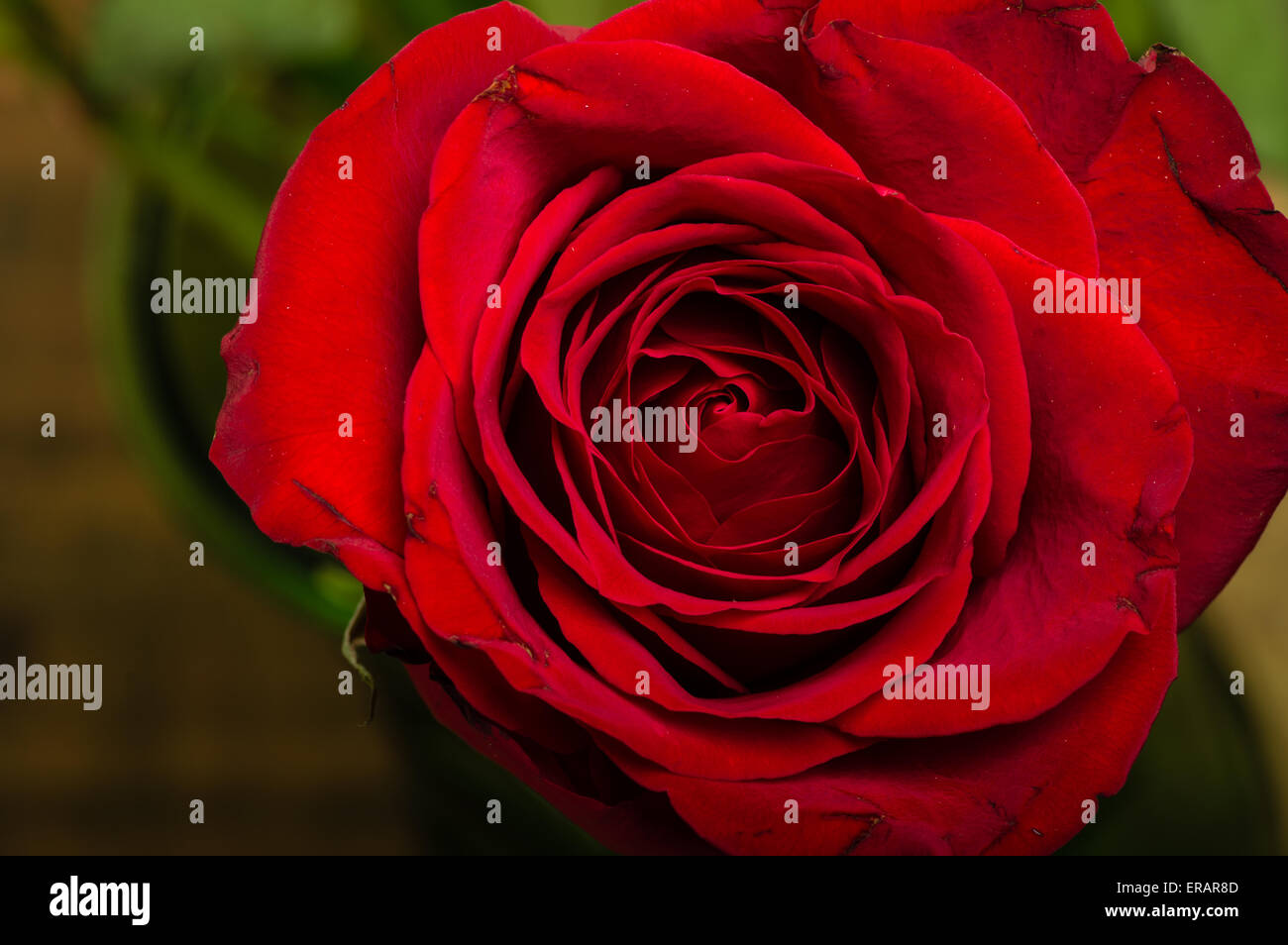 A bright red rose showing petal detail Stock Photo Alamy