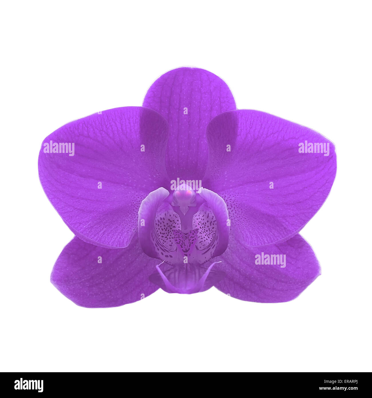 exotic purple color orchid flower isolated on white background Stock ...