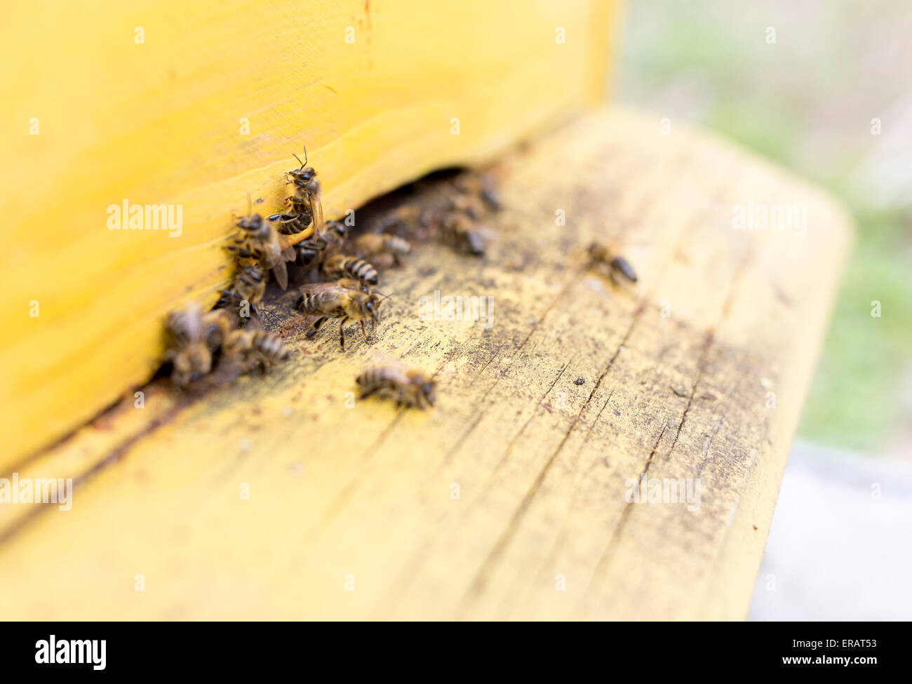 Honey bees are flying in and out of an yellow hive gathering pollen for honey. Stock Photo