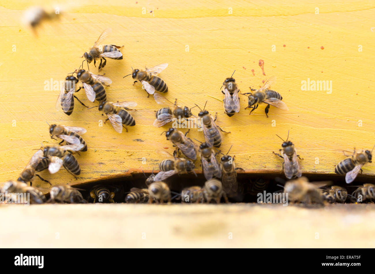 Bees flying out hive hi-res stock photography and images - Alamy