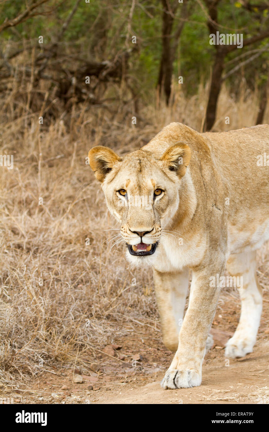 Wild Africa Lioness (Panthera leo) makes eye contact with camera, Phinda Private Game Reserve, South Africa Stock Photo