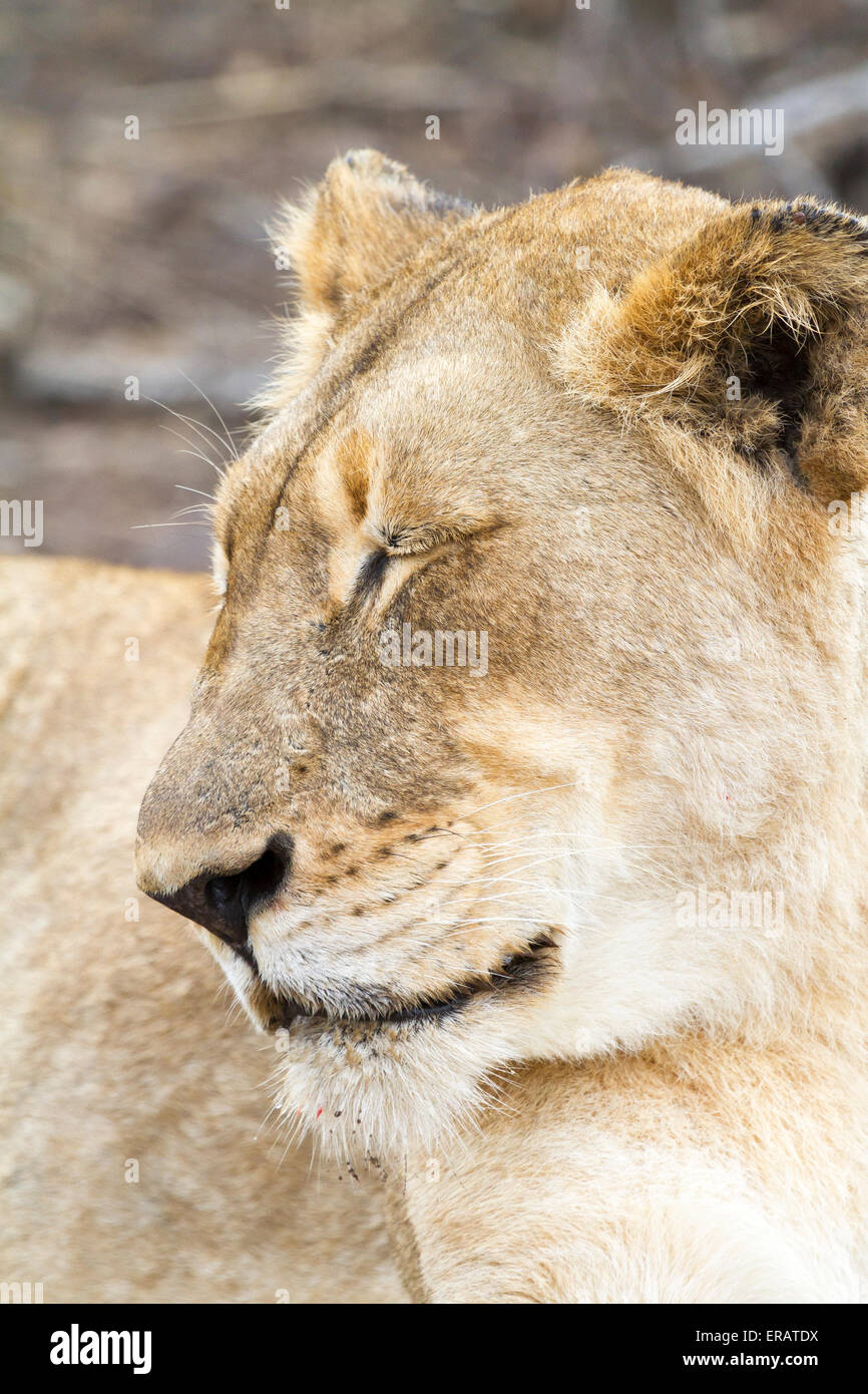 Resting wild Africa Lioness (Panthera leo), Phinda Private Game Reserve, South Africa Stock Photo