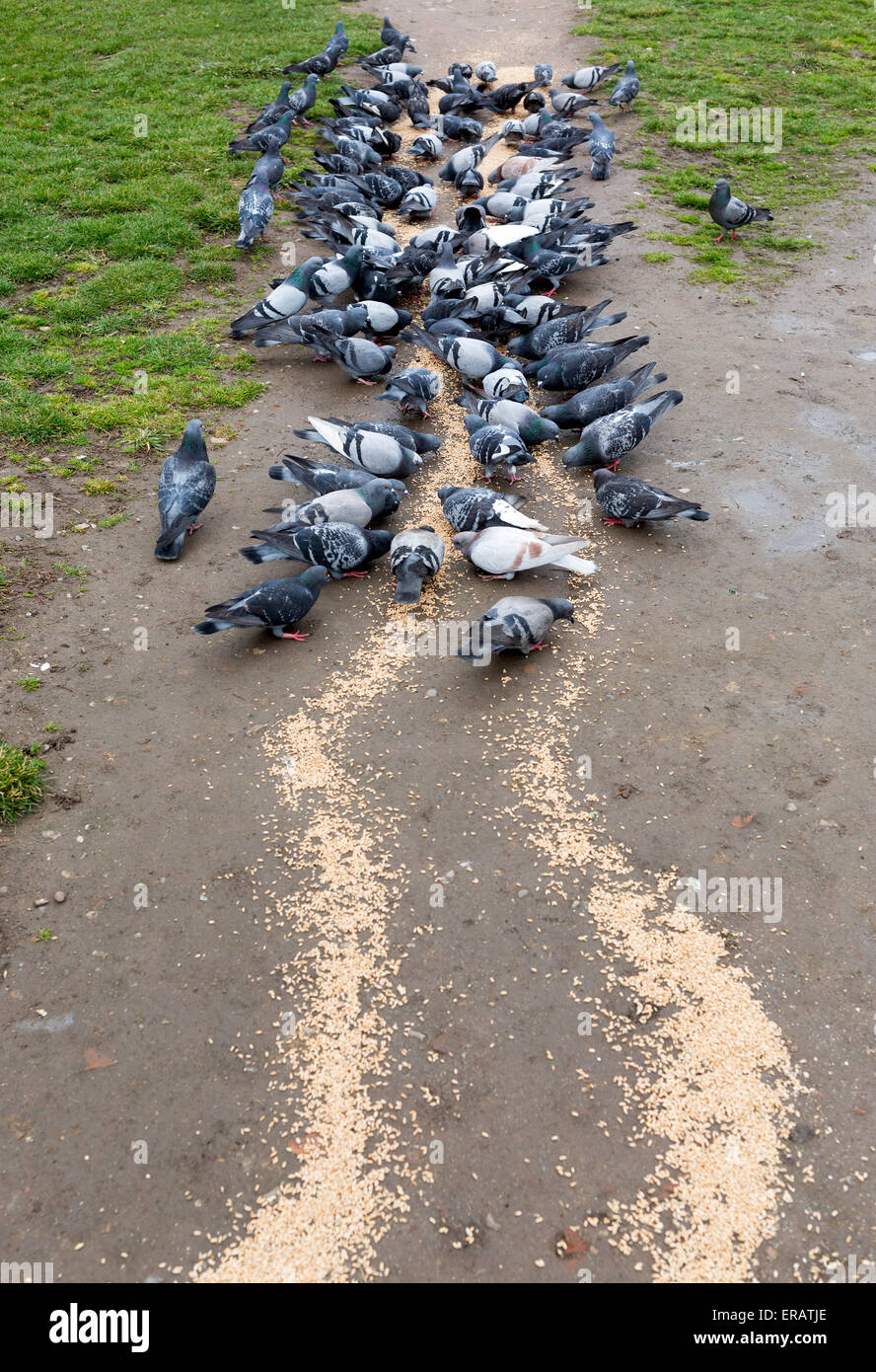 Pigeons are eating in the park. Fed with wheat by a stranger. Stock Photo