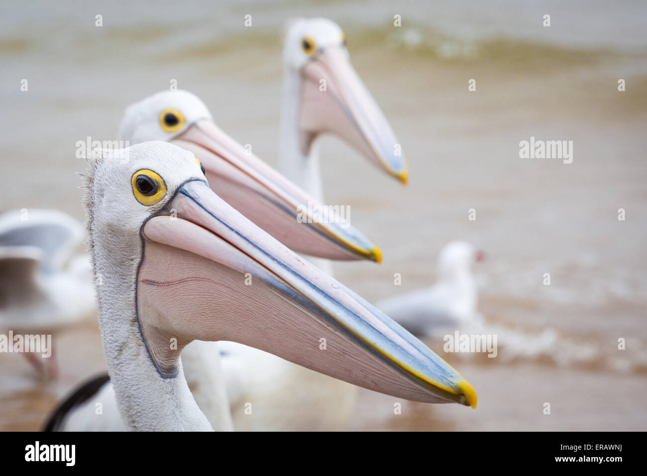 Closeup of Australian Pelican with more pelicans in the background Stock Photo