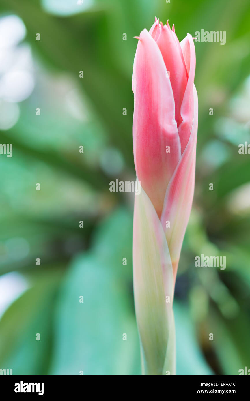 Beautiful torch ginger flower ( Etlingera elatior)  on the backdrop of a soft blur Stock Photo