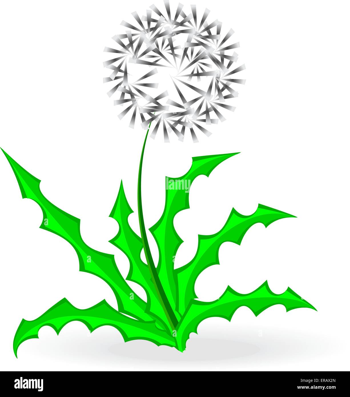 dandelion, over white,illustration, vector Stock Vector