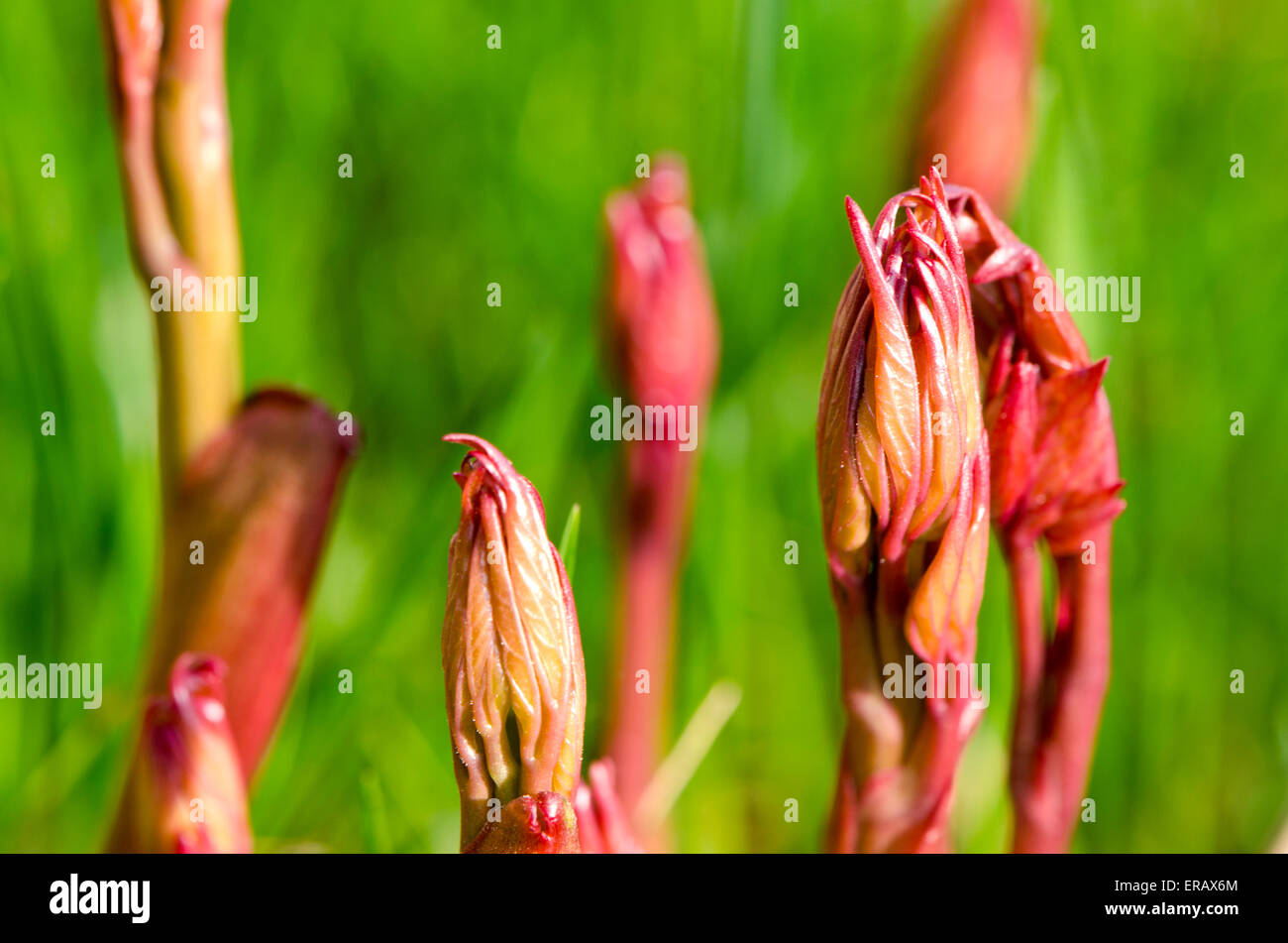 European peony (Paeonia officinalis) beautiful young sprouts in spring Stock Photo
