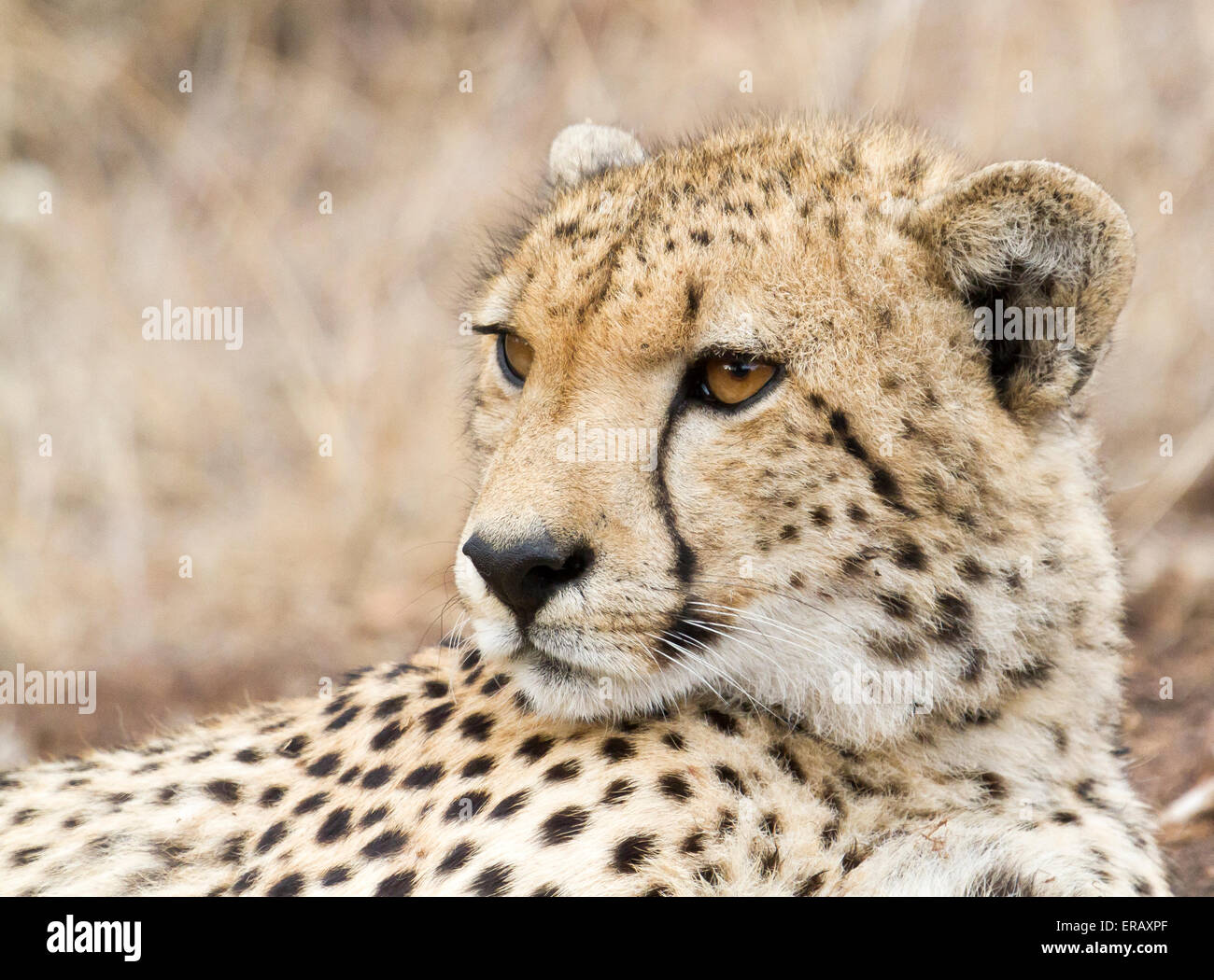 Cheetah, Acinonyx jubatus, South Africa Stock Photo Alamy