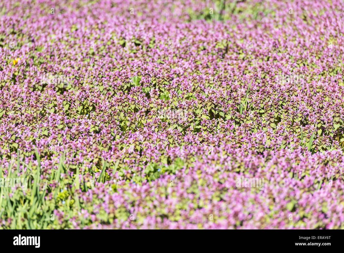 Purple Spring Flowers Field Blossom In Spring Stock Photo - Alamy